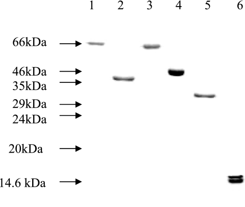 FIG. 4.