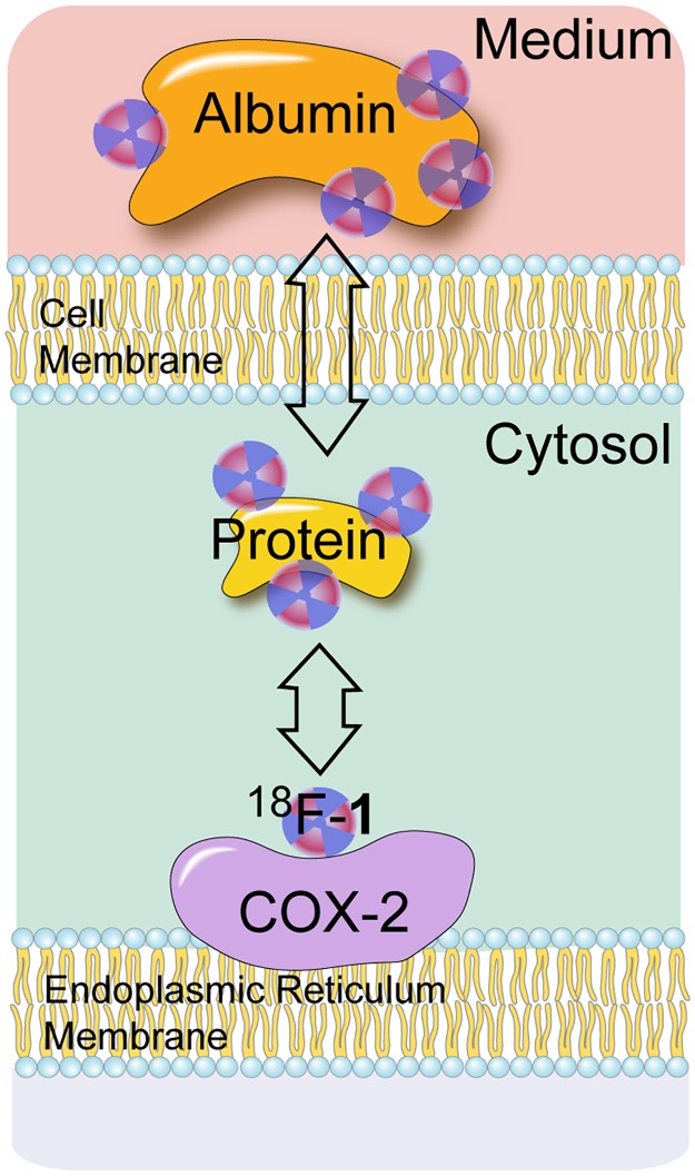 Fig 9