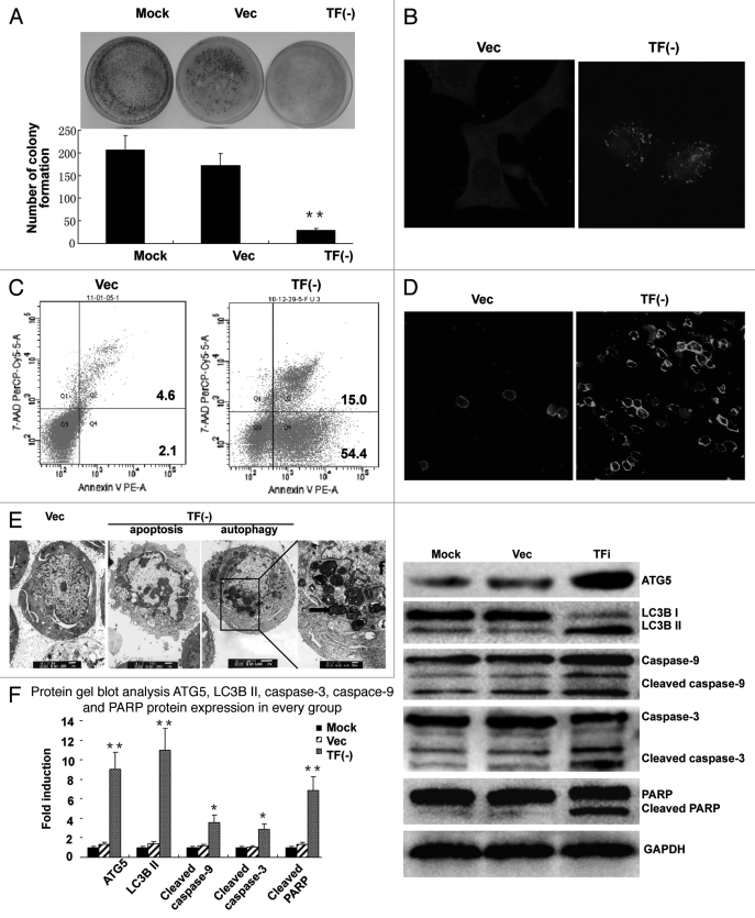 Figure 5 (See previous page).