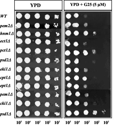 FIG. 5.