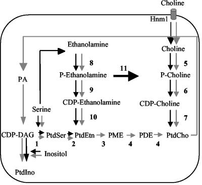 FIG. 1.