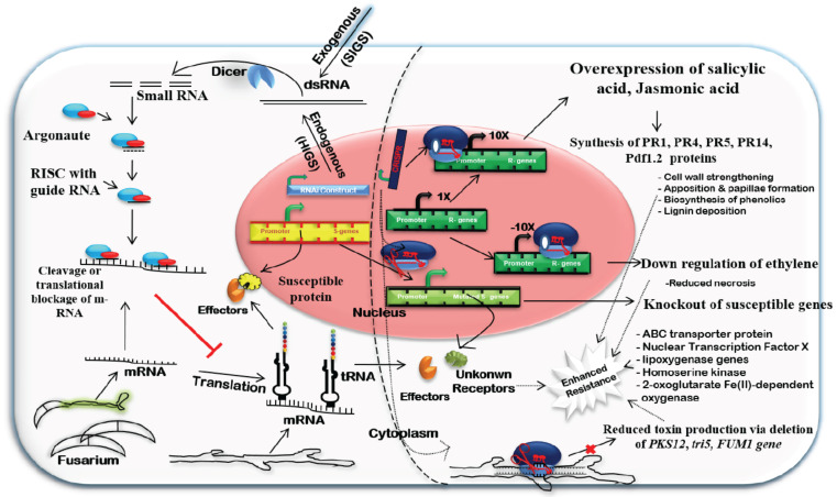 Fig. (5)