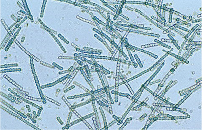 FIGURE 1