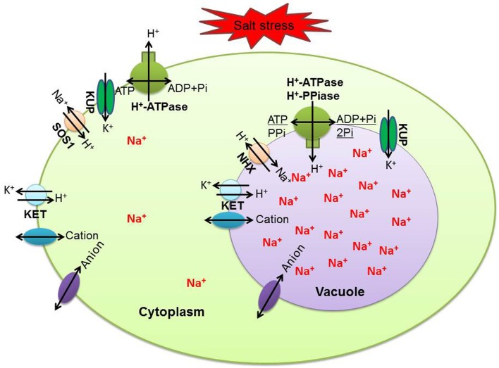 Figure 5