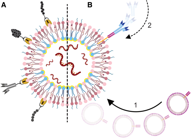 Figure 5