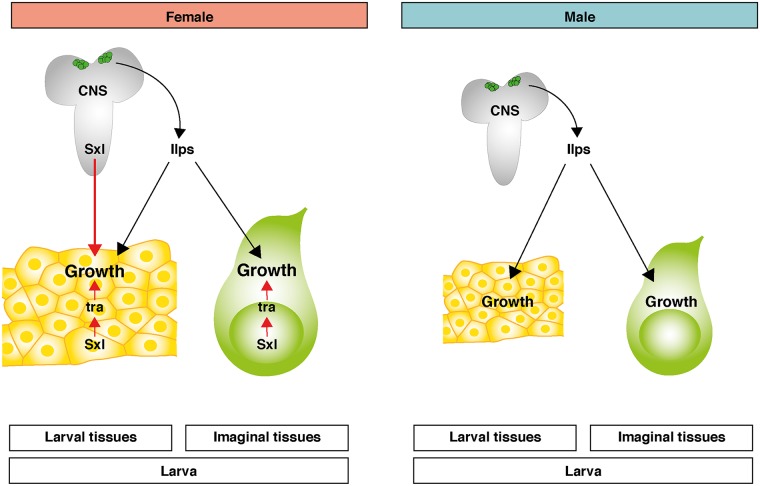 Fig 7