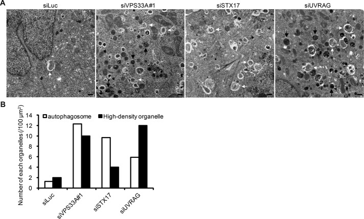 FIGURE 7: