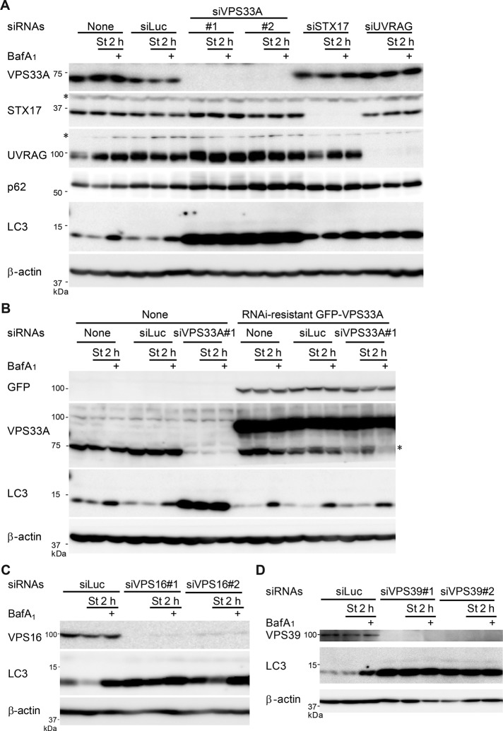 FIGURE 3: