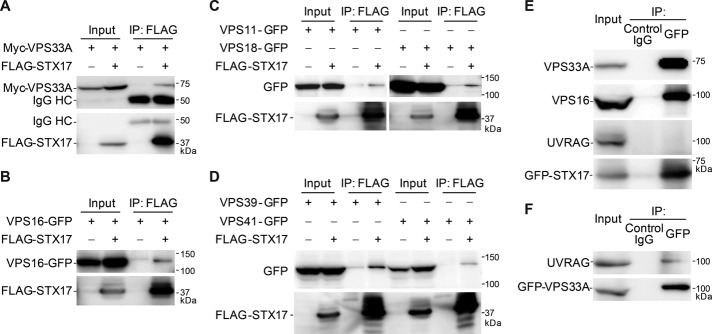 FIGURE 1: