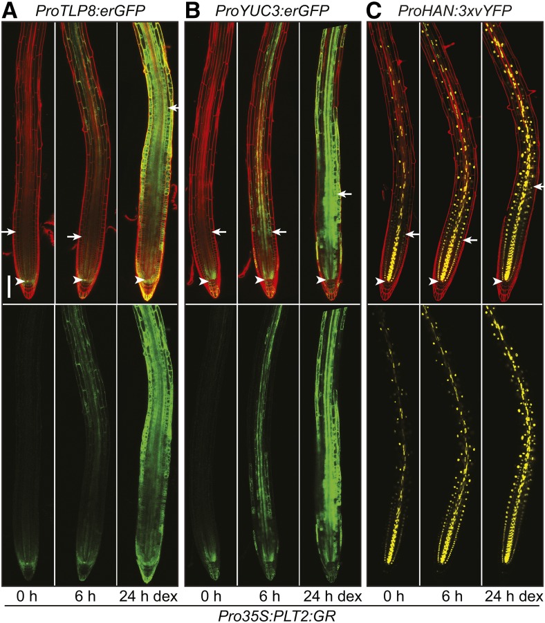 Figure 6.