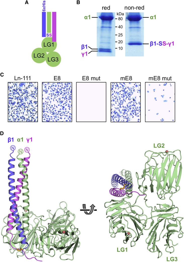 Figure 1