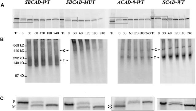 Figure  4 