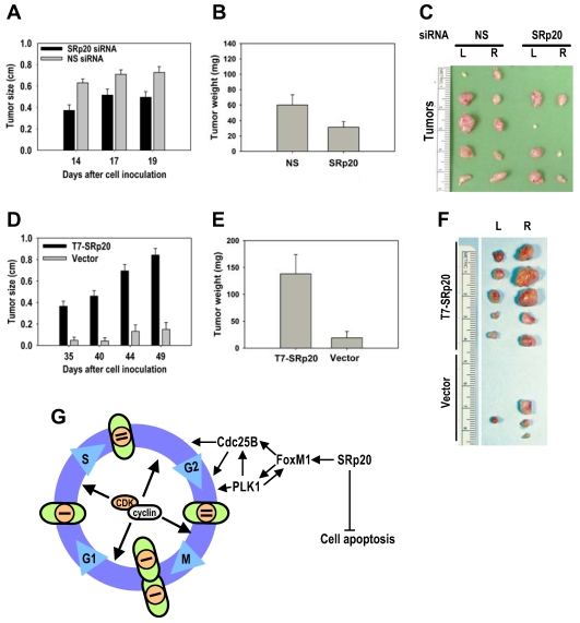 Fig 10