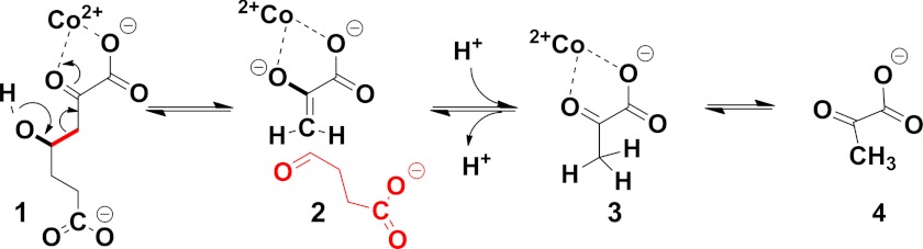 SCHEME 1.