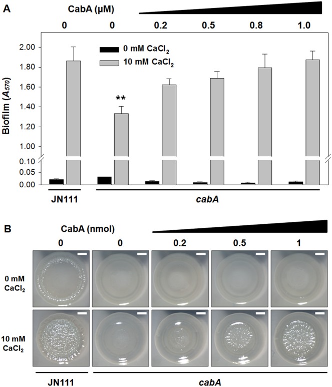 Fig 11