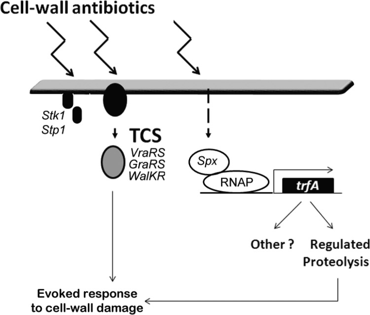 Fig 7