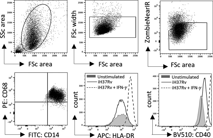 Figure 2—figure supplement 1.