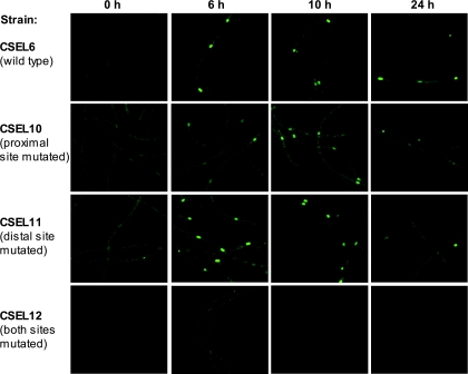 FIG. 4.