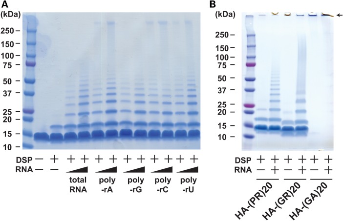 Figure 5.