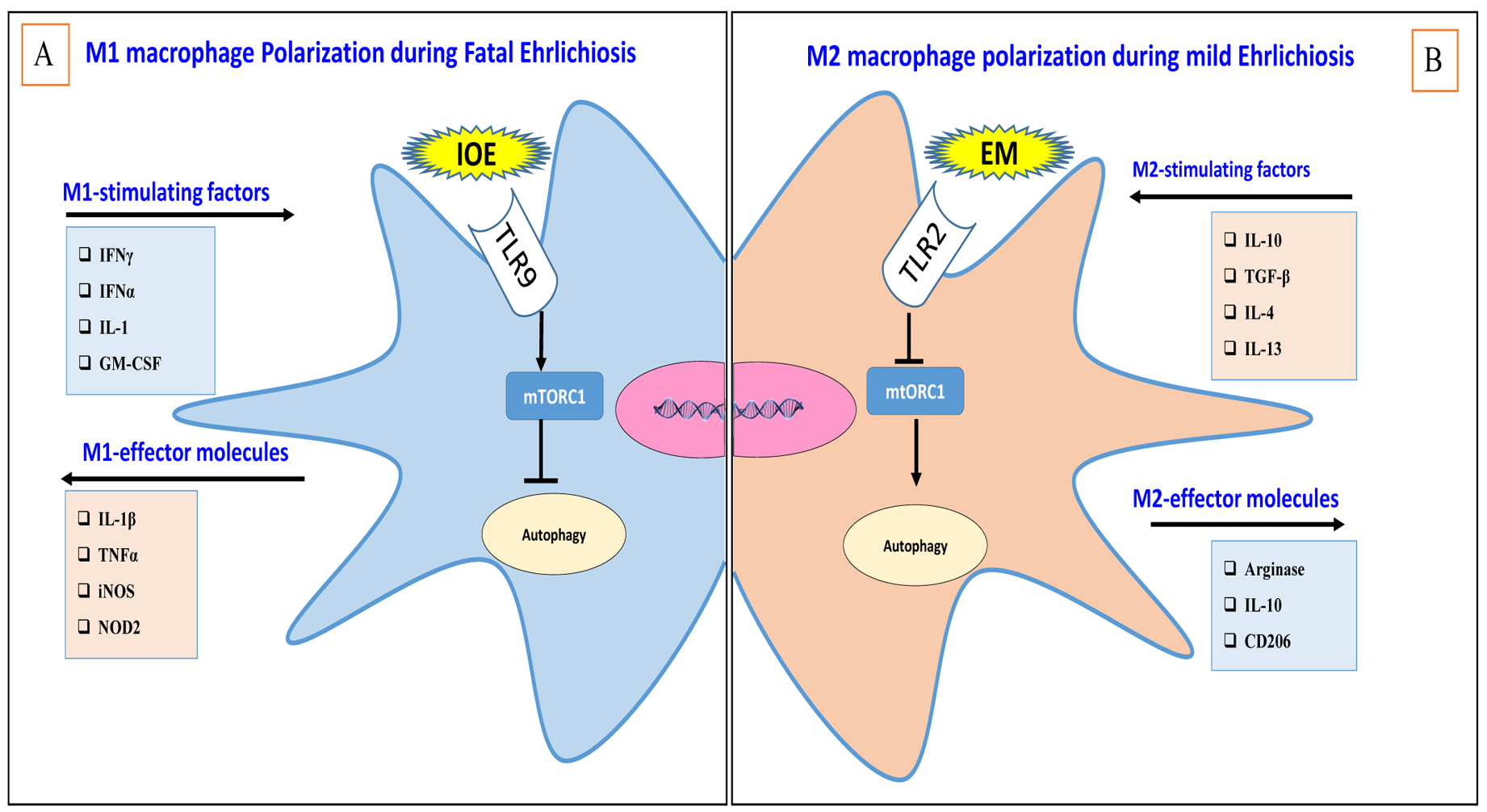 Figure 2: