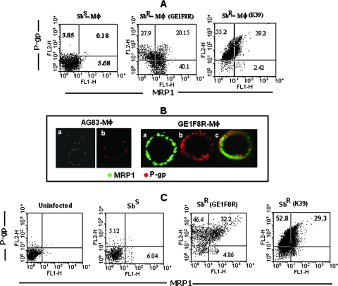 FIG. 2.