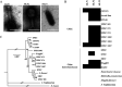 FIG 2