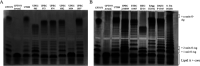 FIG 6