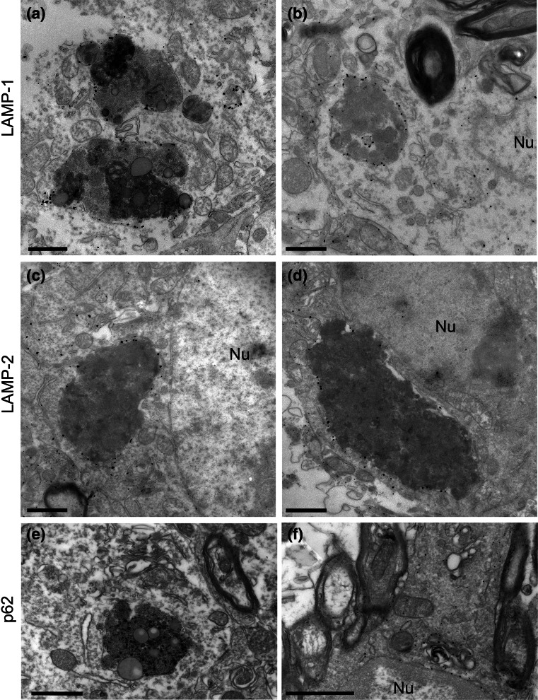 Fig. 5