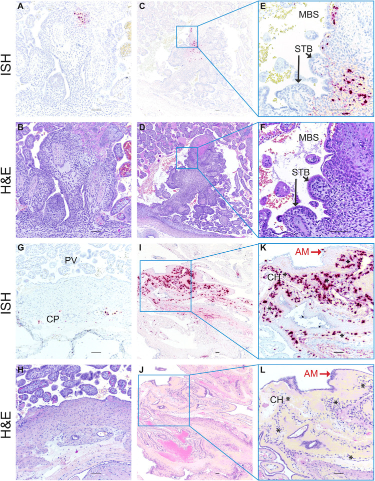 Fig 6