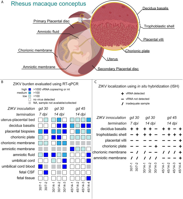 Fig 4