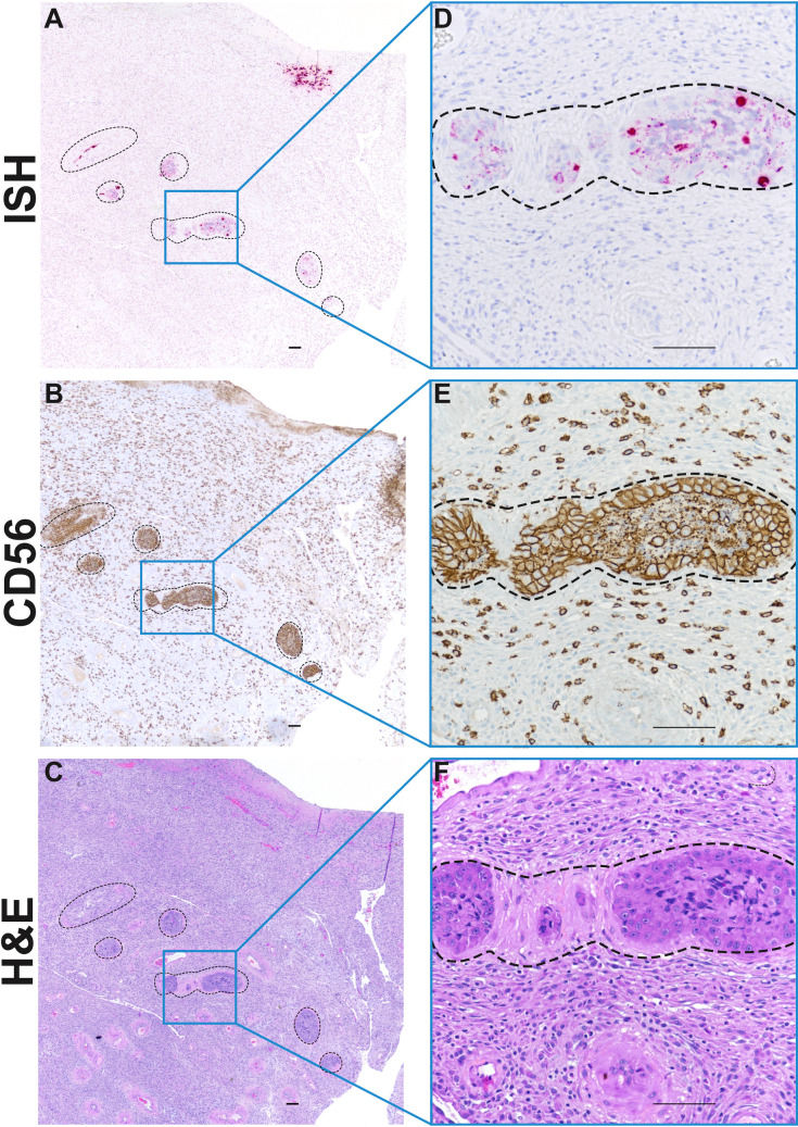 Fig 7