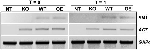 Figure 9.