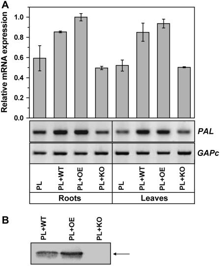 Figure 5.