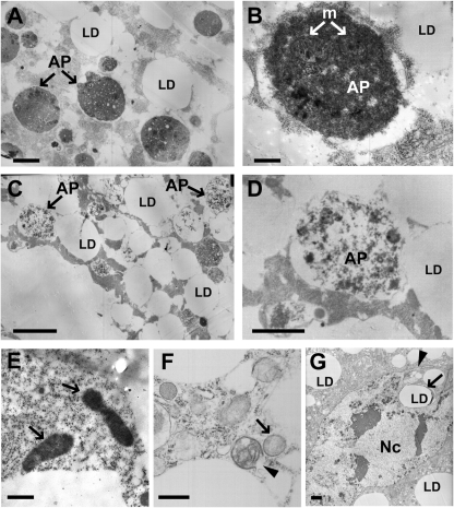 Fig. 5.