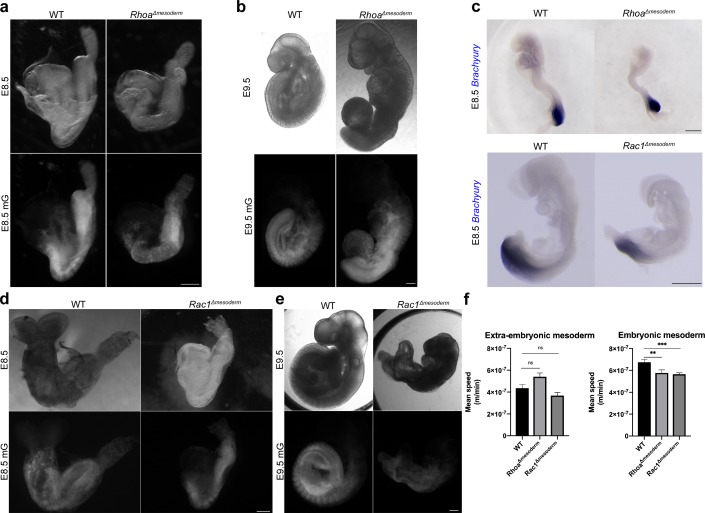 Figure 6—figure supplement 1.