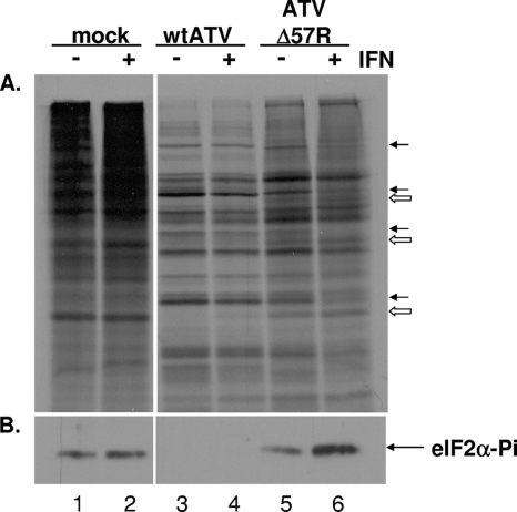 Fig. 5.