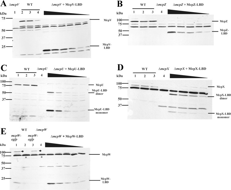 FIG 1