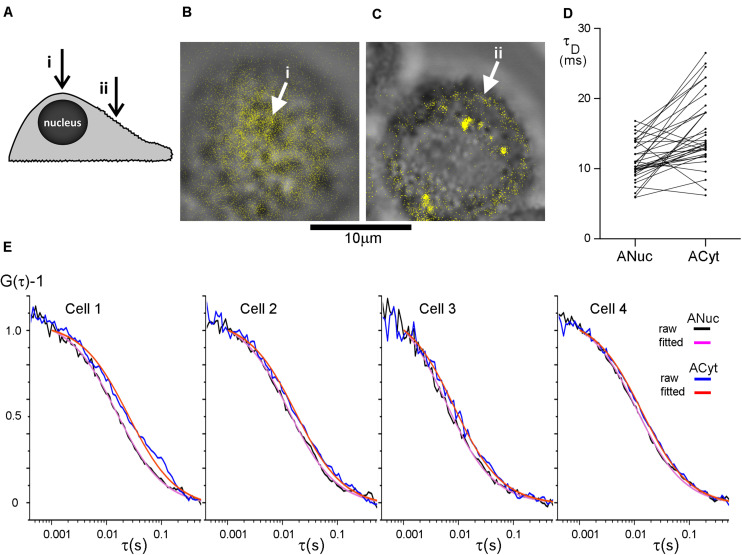 FIGURE 2