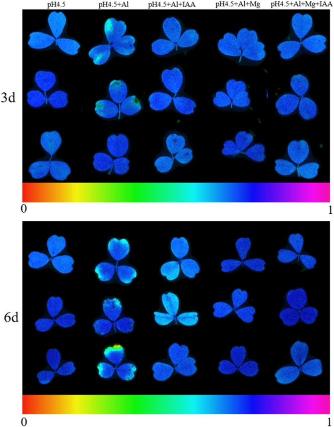 FIGURE 5