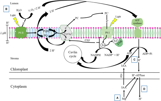 FIGURE 10