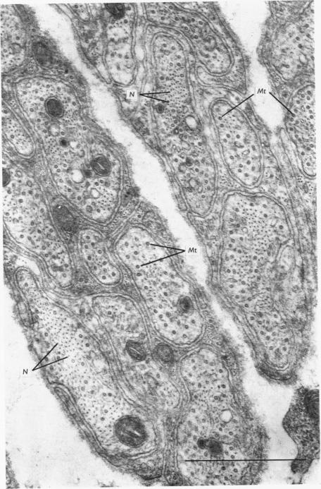 Plate 2