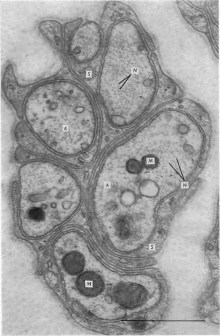 Plate 1