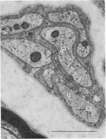 Plate 3