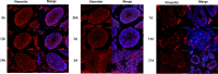Fig 7