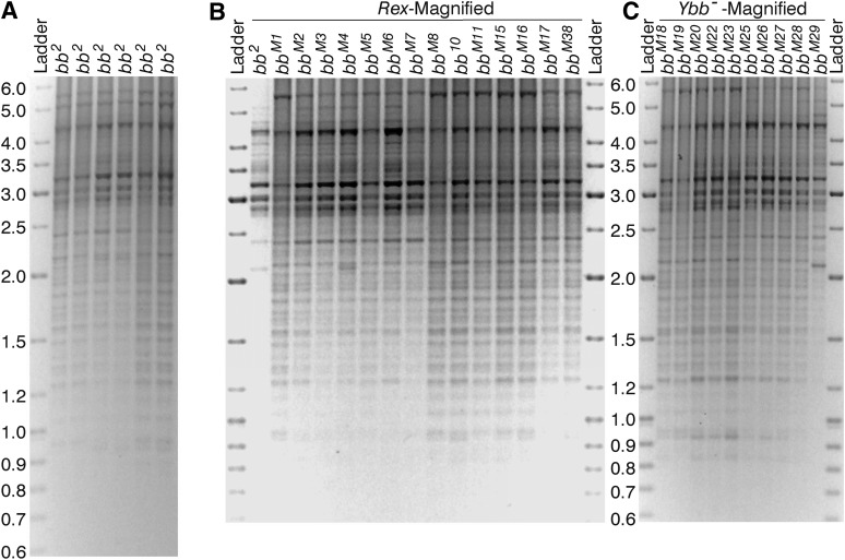 Figure 5 