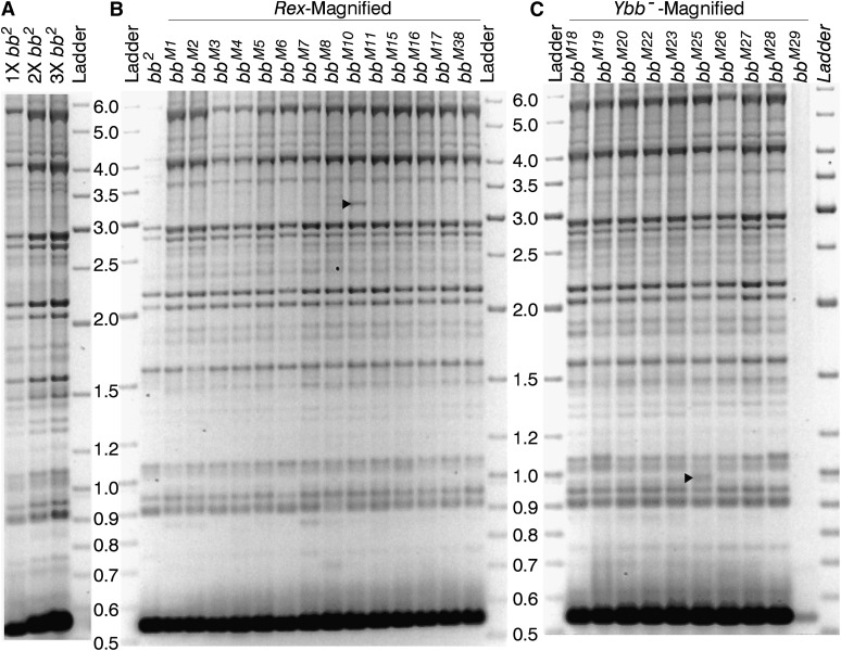 Figure 4 