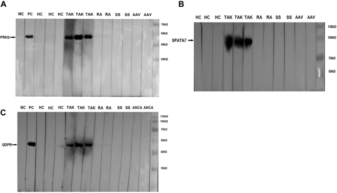 Fig. 5