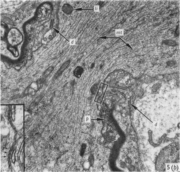 Fig. 5. (b)