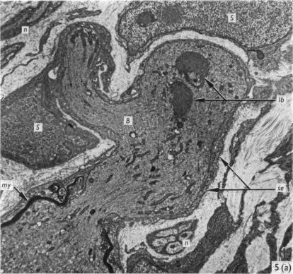 Fig. 5. (a)