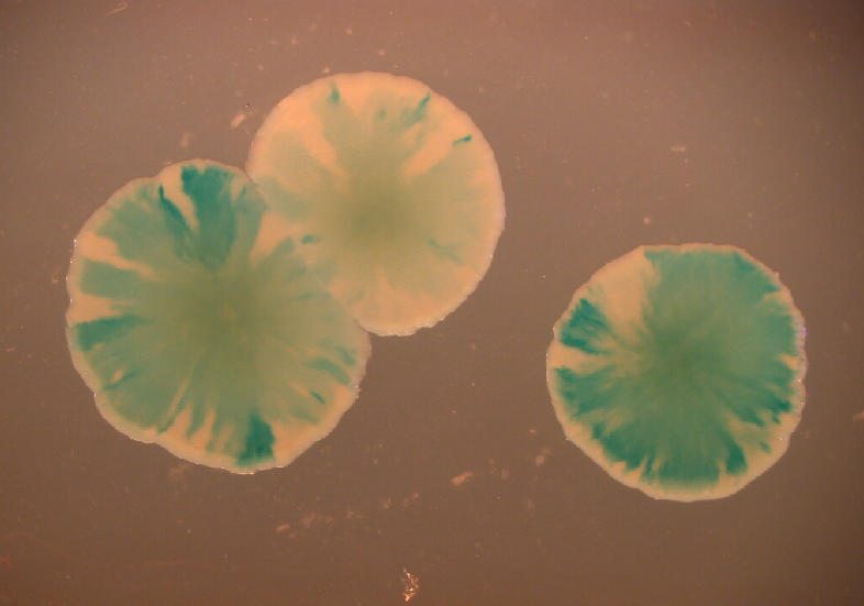 Sectored colonies of lac + and lac−
E. coli
